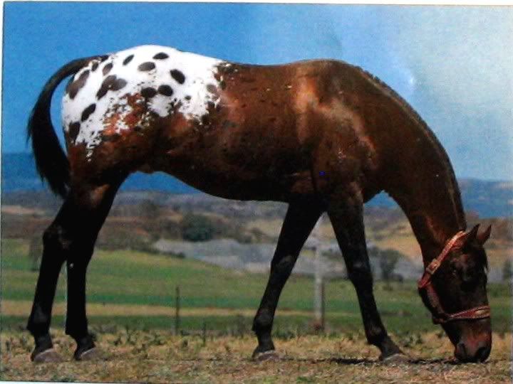 Bay Blanket Appaloosa Photo by Pinto777 Photobucket